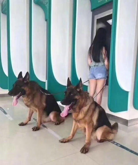 Những chú chó vào vai bảo kê máu mặt tại các cây ATM vào ban đêm