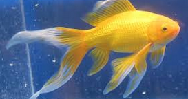 jenis ikan koki Comet goldfish - Ikan Hias Air Tawar Laut dan Aquarium