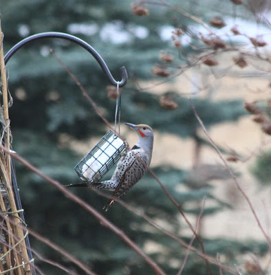 Northern Flicker
