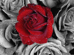 rose allfreshwallpaper february roses animated flowers animation anime grey