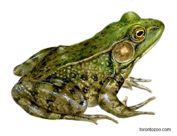 Gambar organ manusia