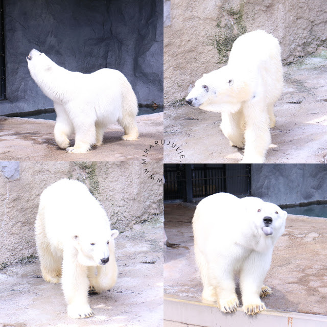 Asahiyama Zoo  POLAR BEAR HOKKAIDO