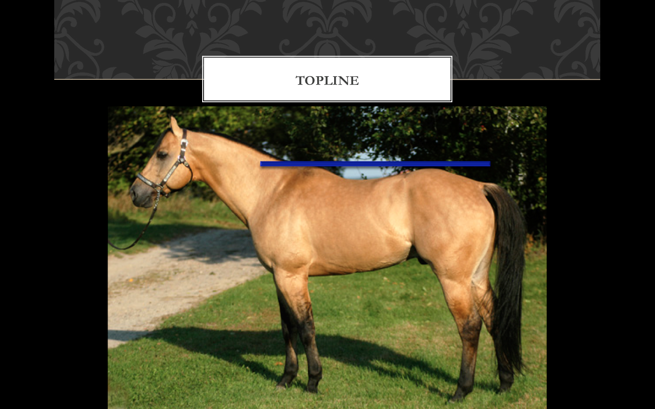 Zequine Back Conformation