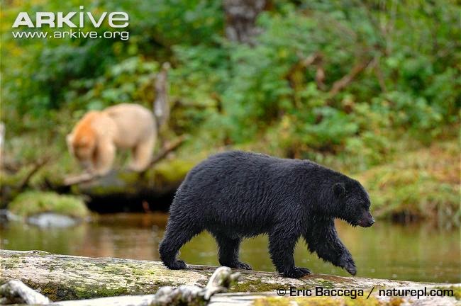 American black Bear