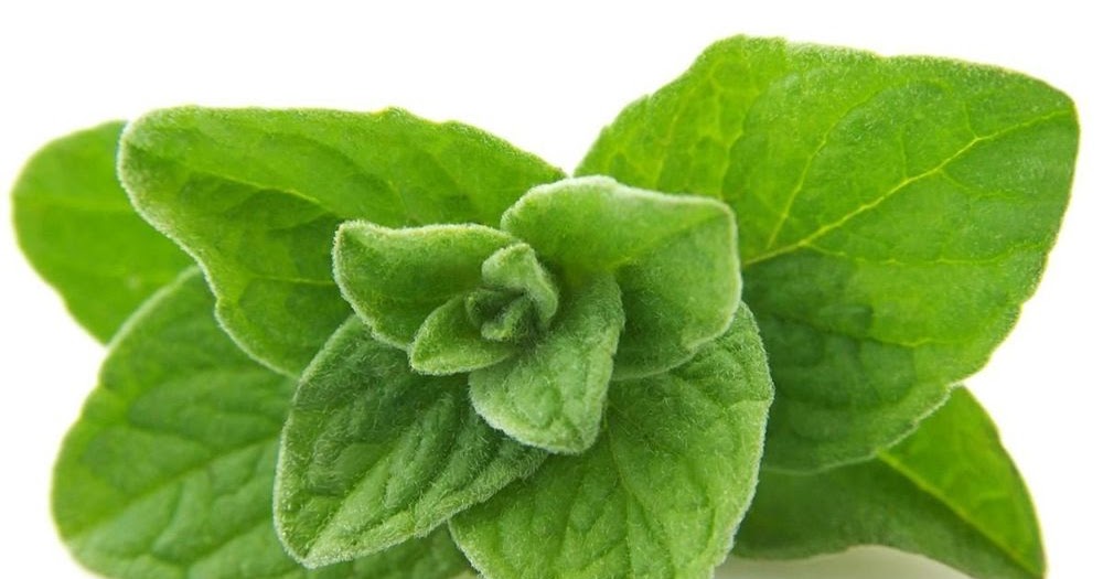 ¿Cuáles son los beneficios del orégano para la salud? - Salud Online