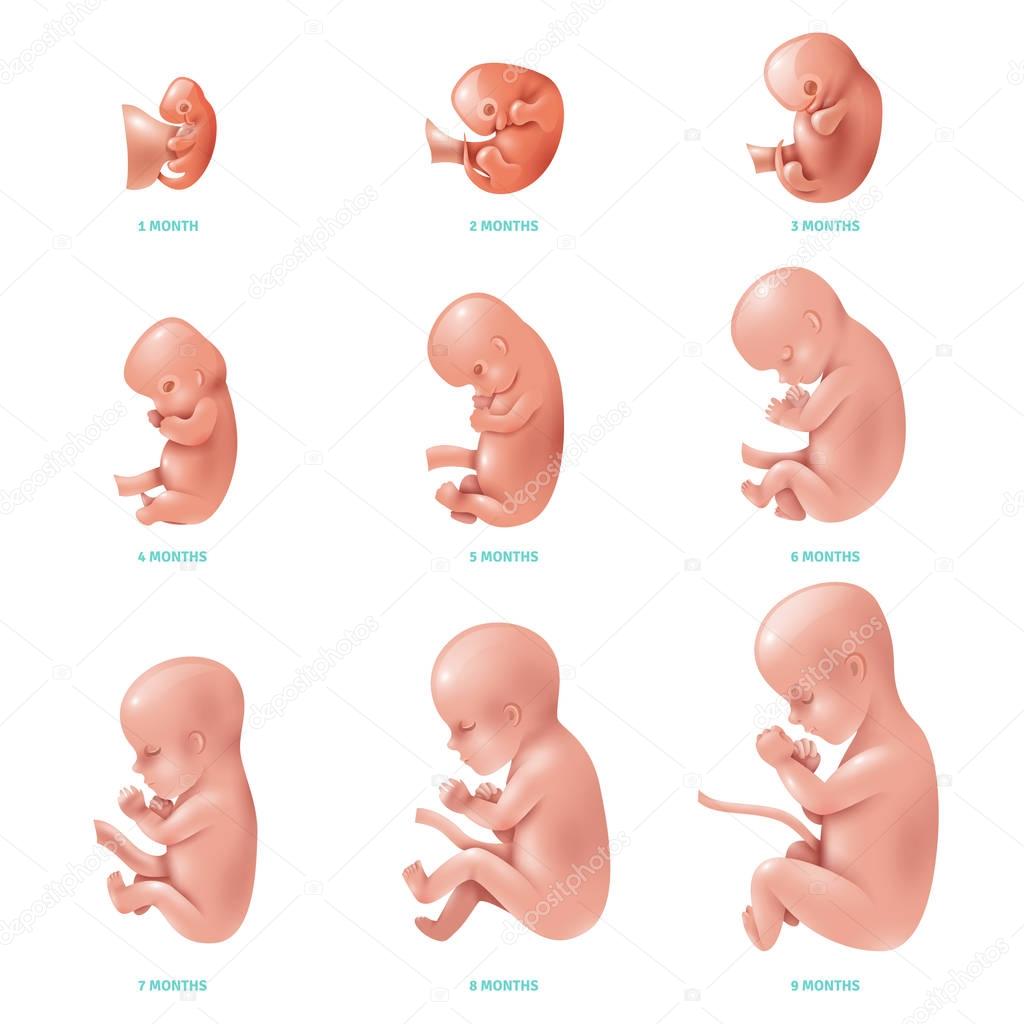 Baby Month By Month Development Process
