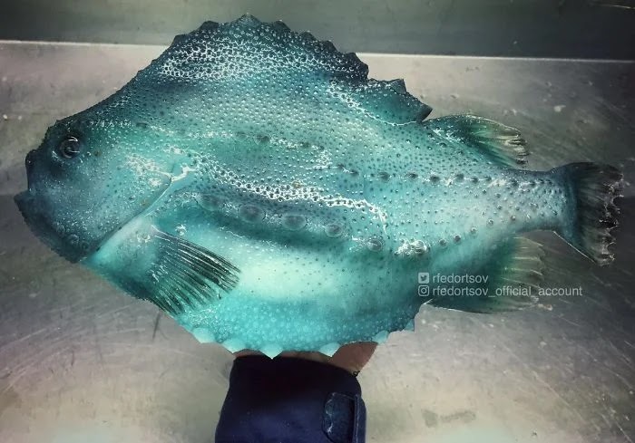 Ikan Laut Dalam Roman Fedortsov