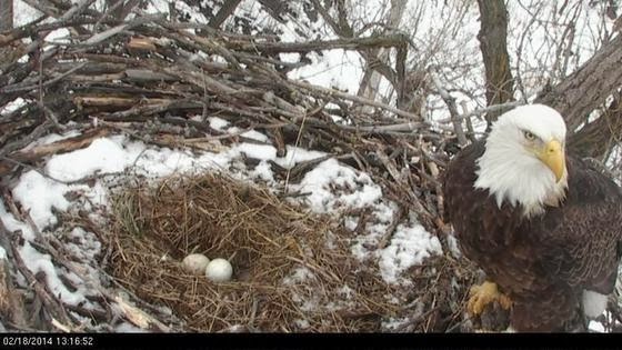 The Raptor Center: Two Bald Eagle Nest Cams to Watch
