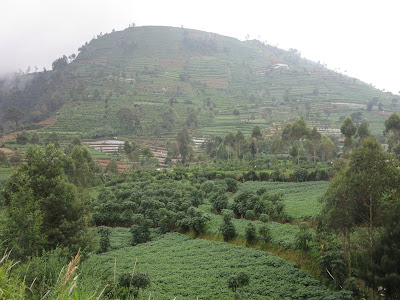Plantaciones en Dieng Plateau