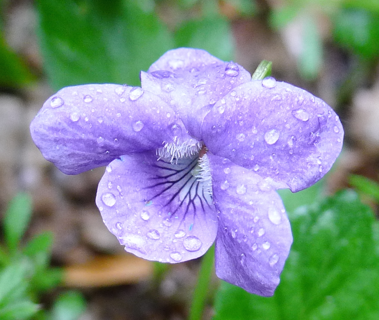 Violets and others Dog Violets, an ID Nightmare?