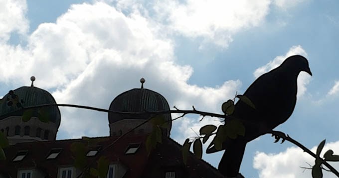 Taube marienhof muenchen juni 2015 foto helga waess