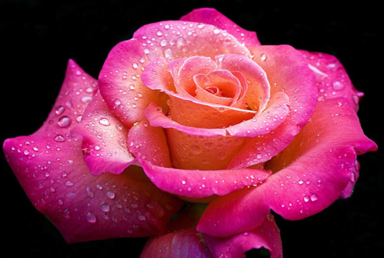 Видео красивых роз. Красивые розы. Самые красивые розы. Розовые розы. Красивые крупные розы.