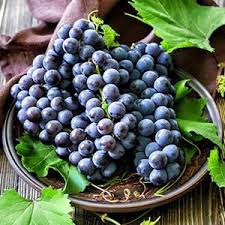 Top ! 10 Benefits of Black Grape, For Intelligence to Beauty - Healthy T1ps Top ! 10 Benefits of Black Grape, For Intelligence to Beauty - Healthy T1ps