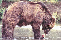 http://sciencythoughts.blogspot.co.uk/2015/03/changes-in-diet-of-brown-bears-on.html