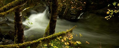 The rushing water of a creek amid lush green foliage and golden leaves.