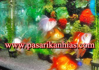 Inilah Jenis Air Tawar Aquarium Dan Harganya Macam Macam Dunia Ikan