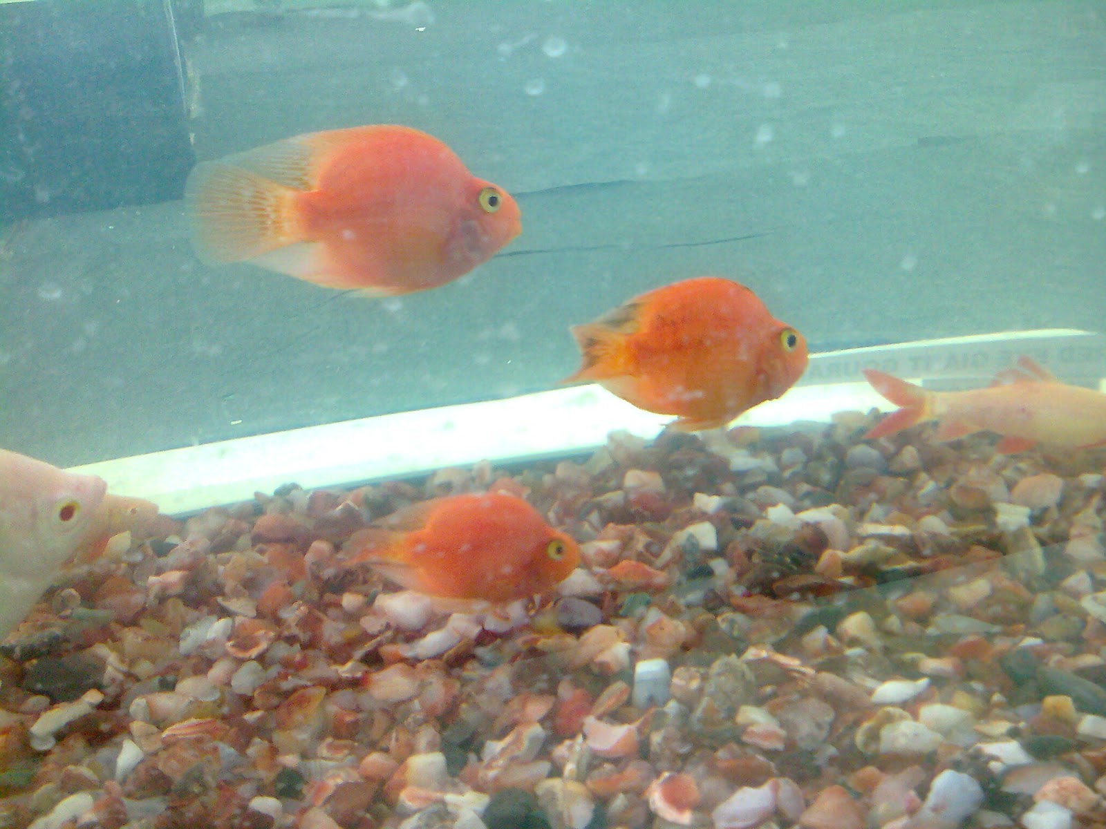 Pet Shop Ahmedabad aqua show 2013 in ahmedabad