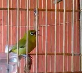 pleci makan voer pleci makan voer