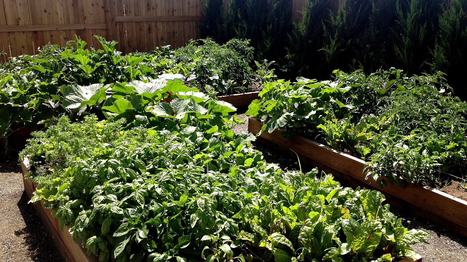 Best Vegetables To Grow In Colorado Vege Choices