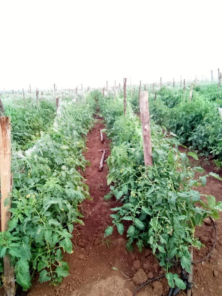 Smart farm kenya Tomato nursery management practices