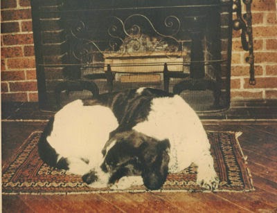 dog sleeping by fireplace