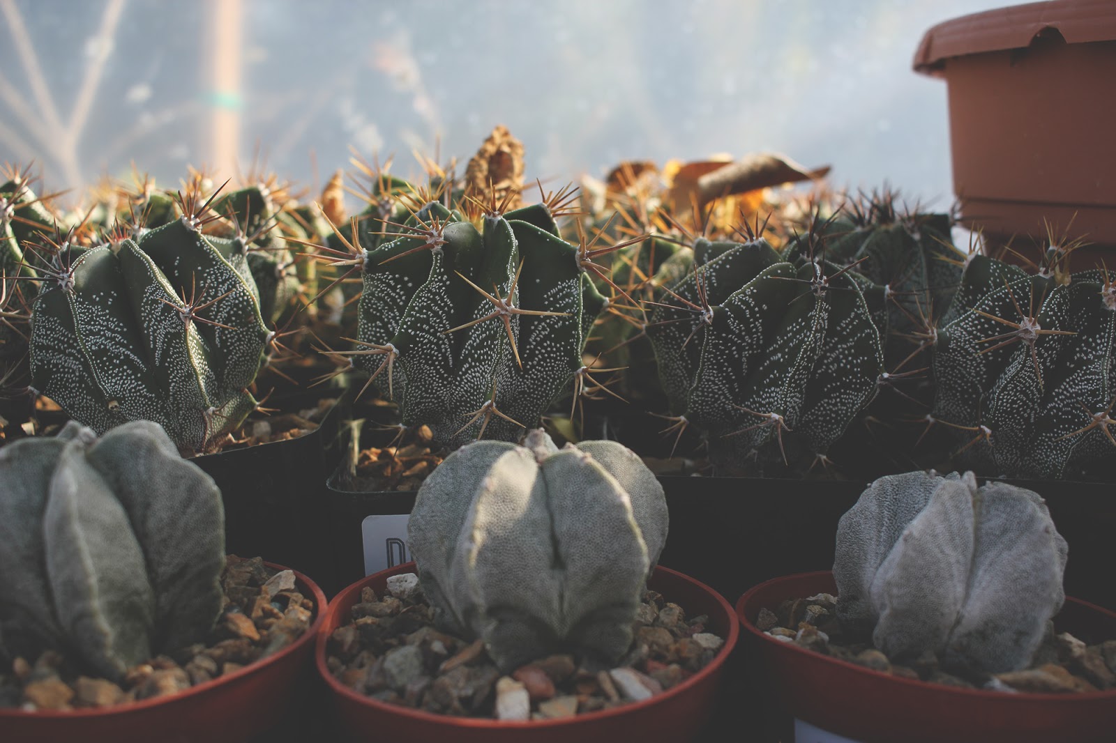 Succulents and Cacti
