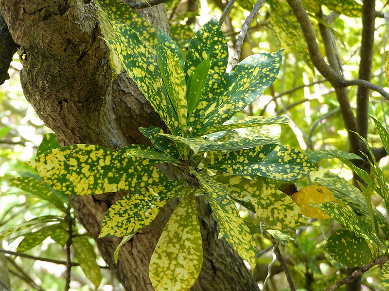 Faaxaal Photos nature gratuites et libres de droits Croton panaché