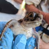 Love Sea Turtles ? Join us at Cubuyal !!
