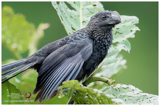 Smooth-billed Ani (Crotophaga ani)