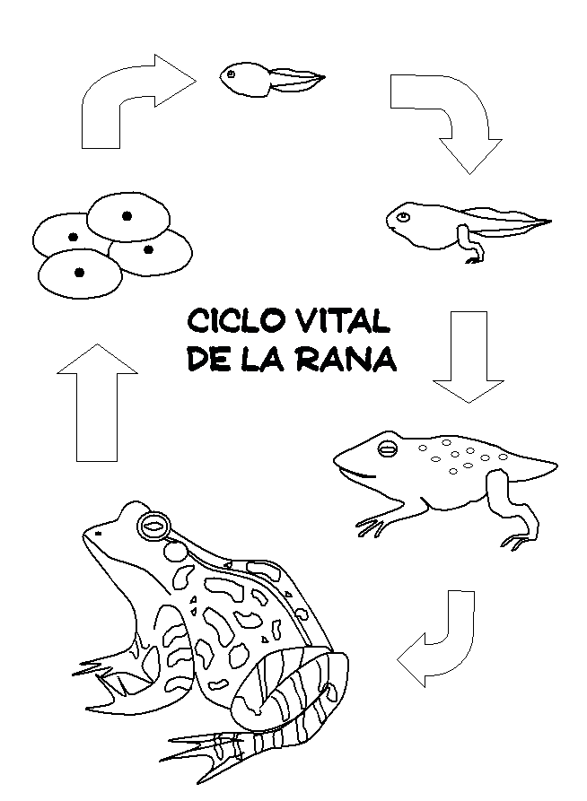 Menta Más Chocolate RECURSOS y ACTIVIDADES PARA EDUCACIÓN INFANTIL CICLO DE LA VIDA de una RANA Menta Más Chocolate RECURSOS y ACTIVIDADES PARA EDUCACIÓN INFANTIL CICLO DE LA VIDA de una RANA
