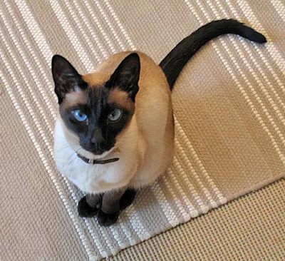 Seal point Siamese cat