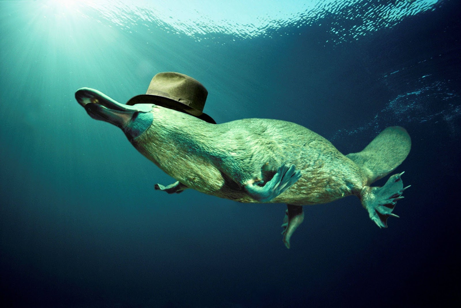 Fish Wallpapers Fish Wallpapers