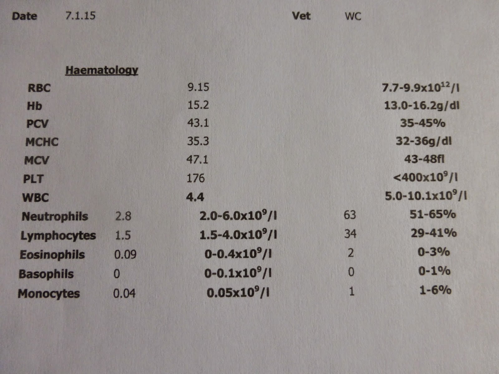 Horse Life and Love Blood Test Results and Chesney Update
