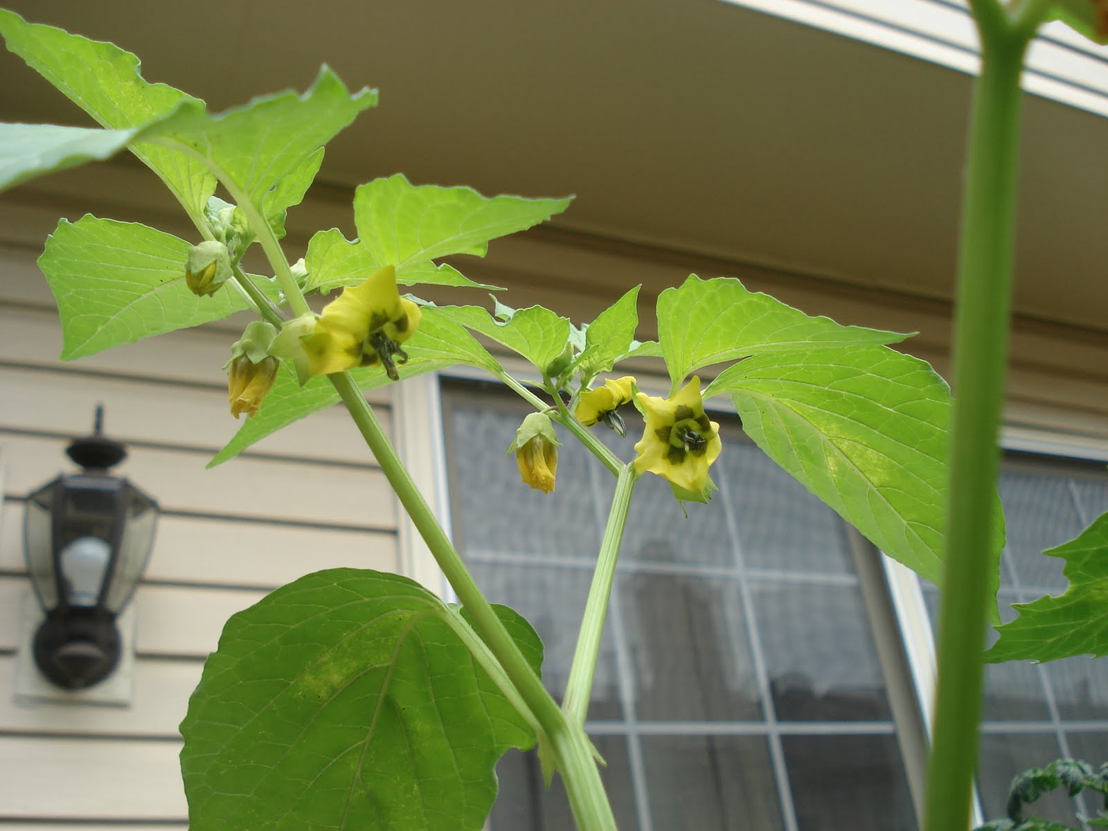 Bumble Lush Garden Tomatillo Time Lapse