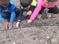 siembra de habas en el huerto escolar