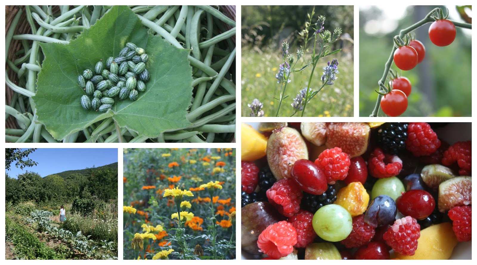 if you follow our project you will probably know that i like to name our gardens after concepts and terminology from the classical period of ancient greece if you follow our project you will probably know that i like to name our gardens after concepts and terminology from the classical period of ancient greece