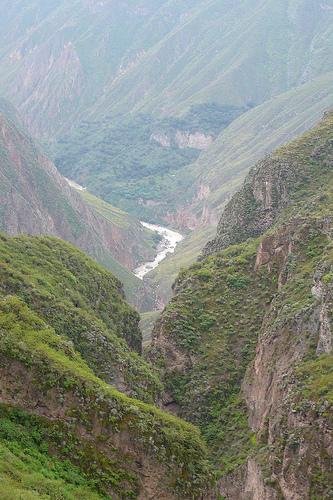 Cañón del Colca - Arequipa Foto de vegetación en el Cañón del Colca