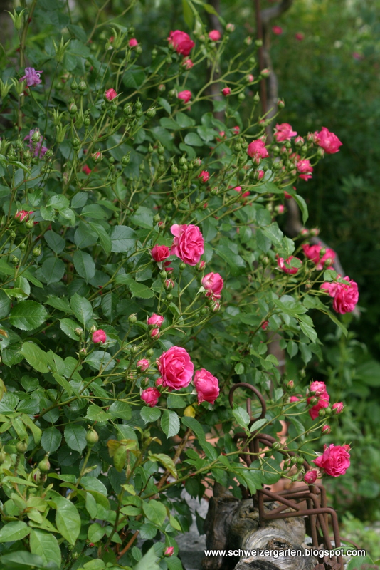 Rosenduft liegt in der Luft....