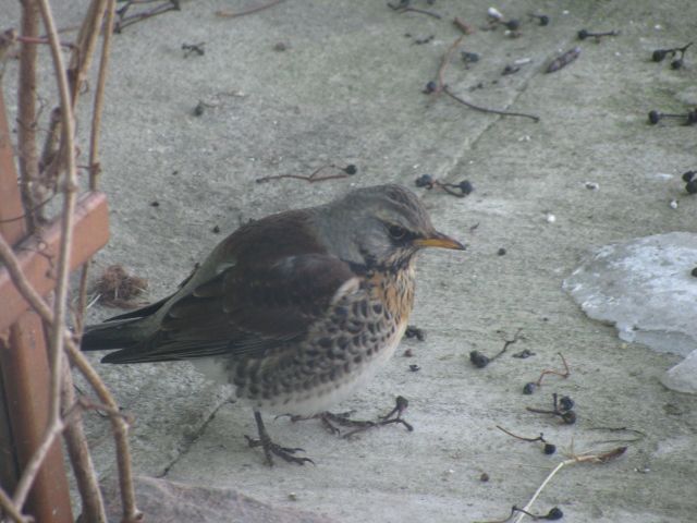 Szafa Malowana: Zimno