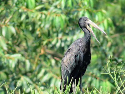 African Open-billed Stork on a trip to Uganda