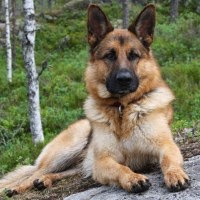 German Shepherd Video Shows Why The Breed Is So Special