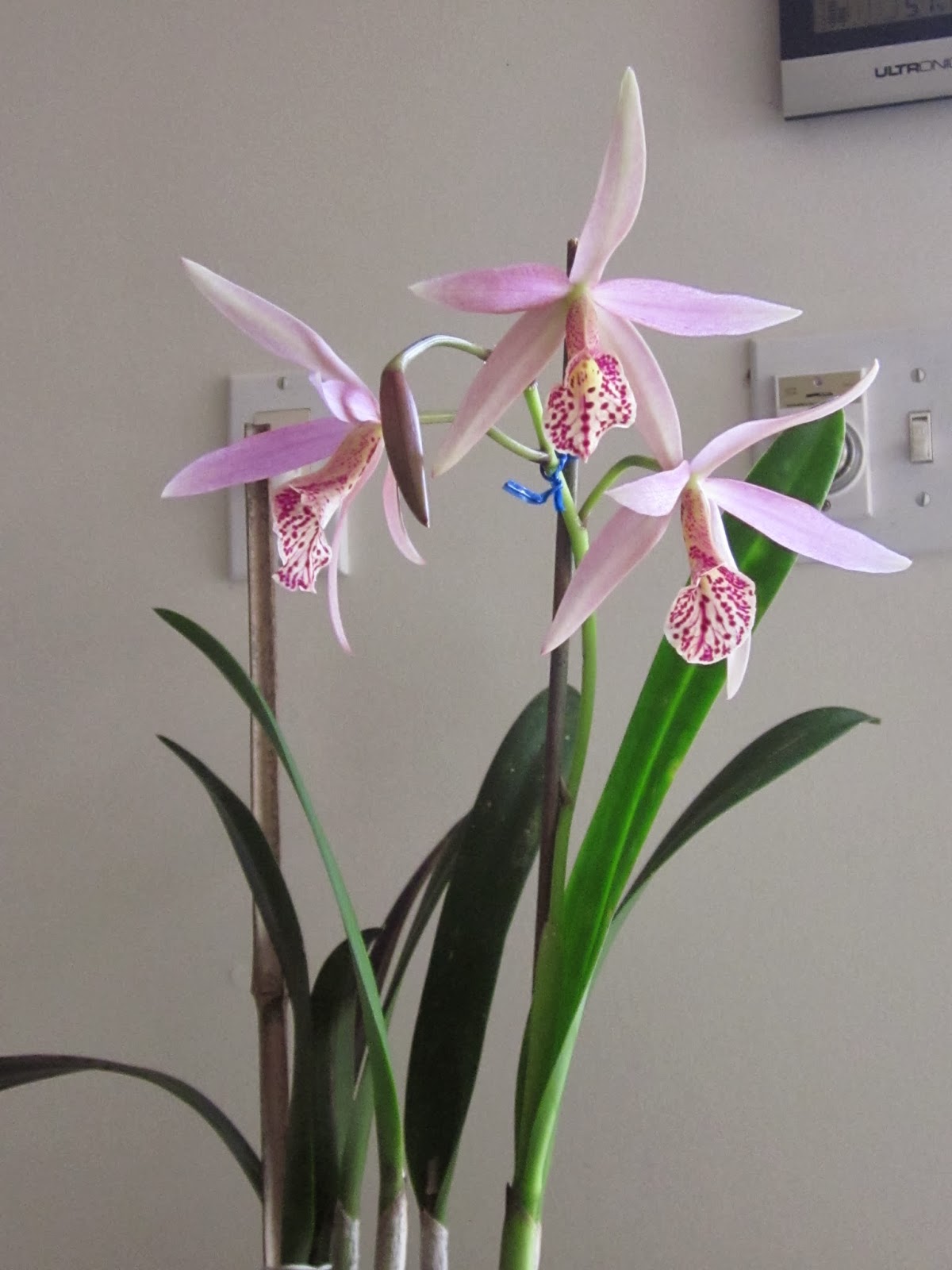 Orchids and Ikebana Orchids Bloom in October