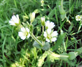 stitchwort or mouse ear chickweed 1