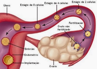 Ajudando na fixação do embrião - EU CURTO SER MÃE
