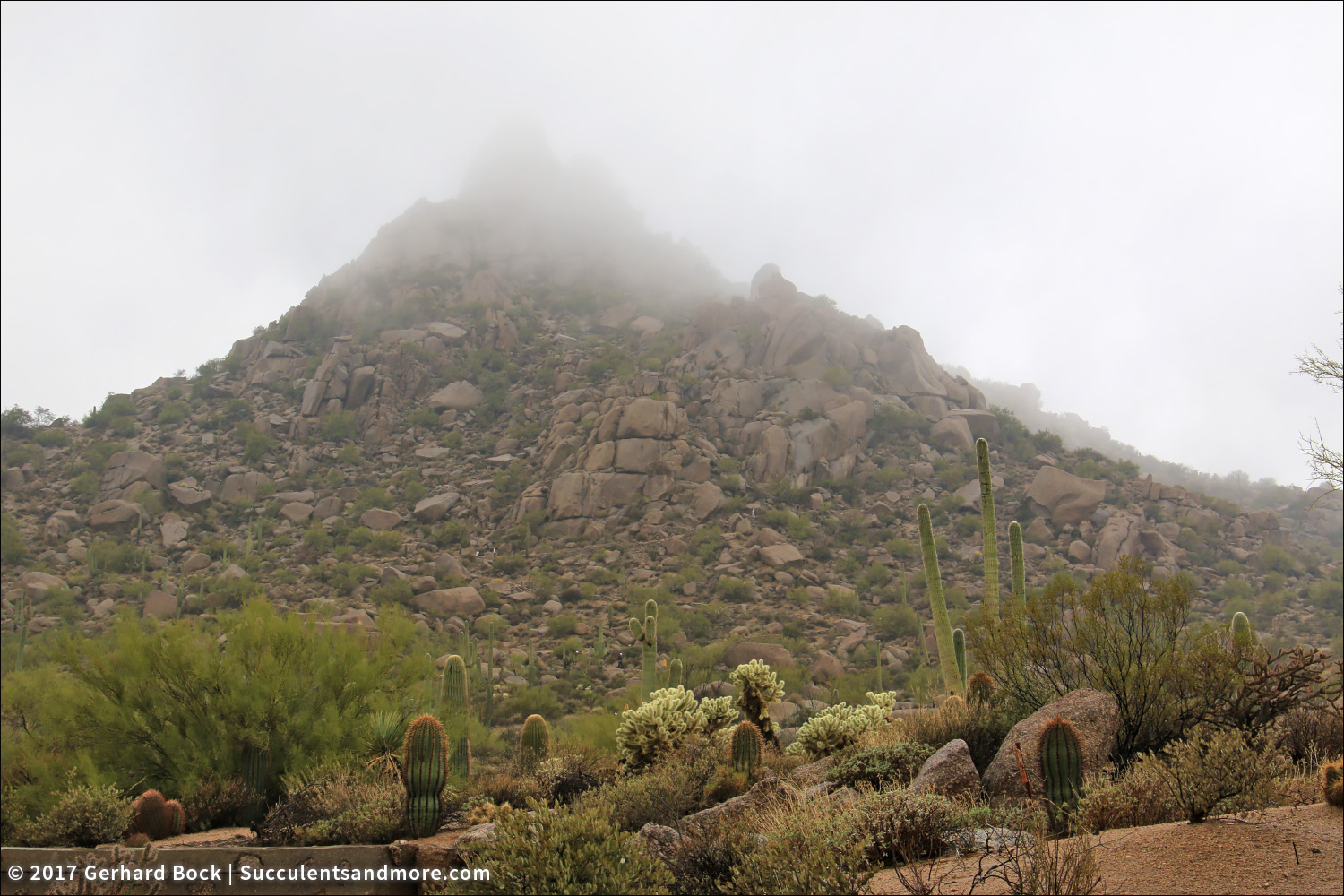 Succulents And More Pinnacle Peak Park Scottsdale Az