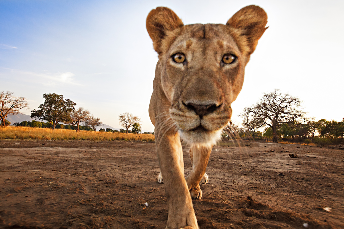 Lion Steals Camera: Big Cat Footage Takes Unexpected Turn In South ...