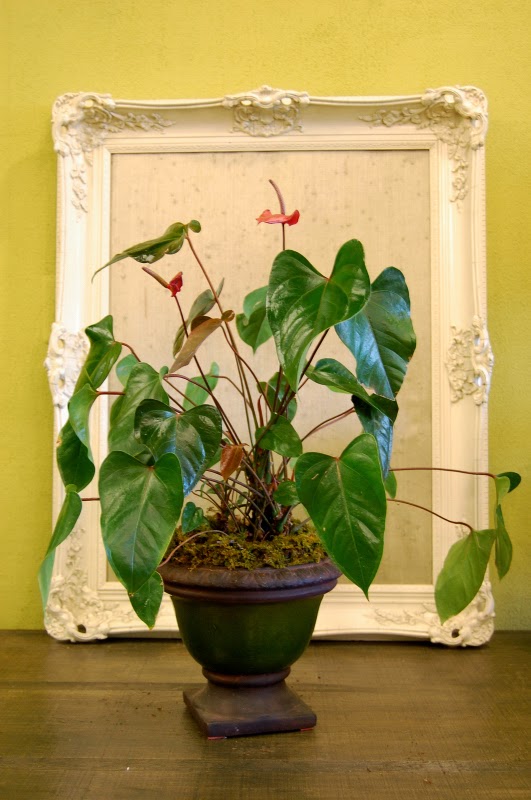 The Indoor Garden How to care for an Anthurium