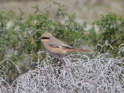 lamsdell ringing wildlife bird