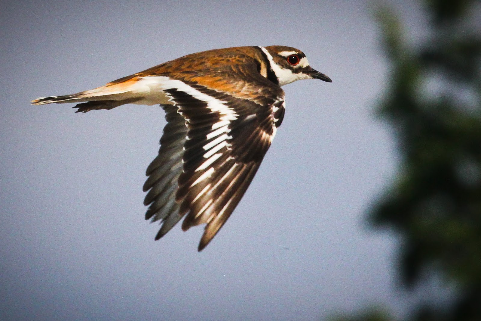 Feather Tailed Stories Killdeer on Tracks