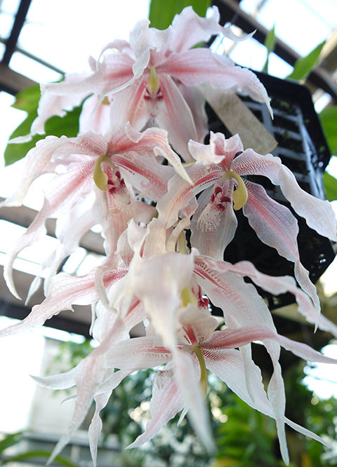 The%20Orchid%20Column:%20The%20Most%20Beautiful%20Orchid